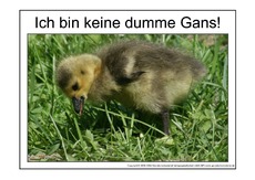 Dumme-Gans-4.pdf